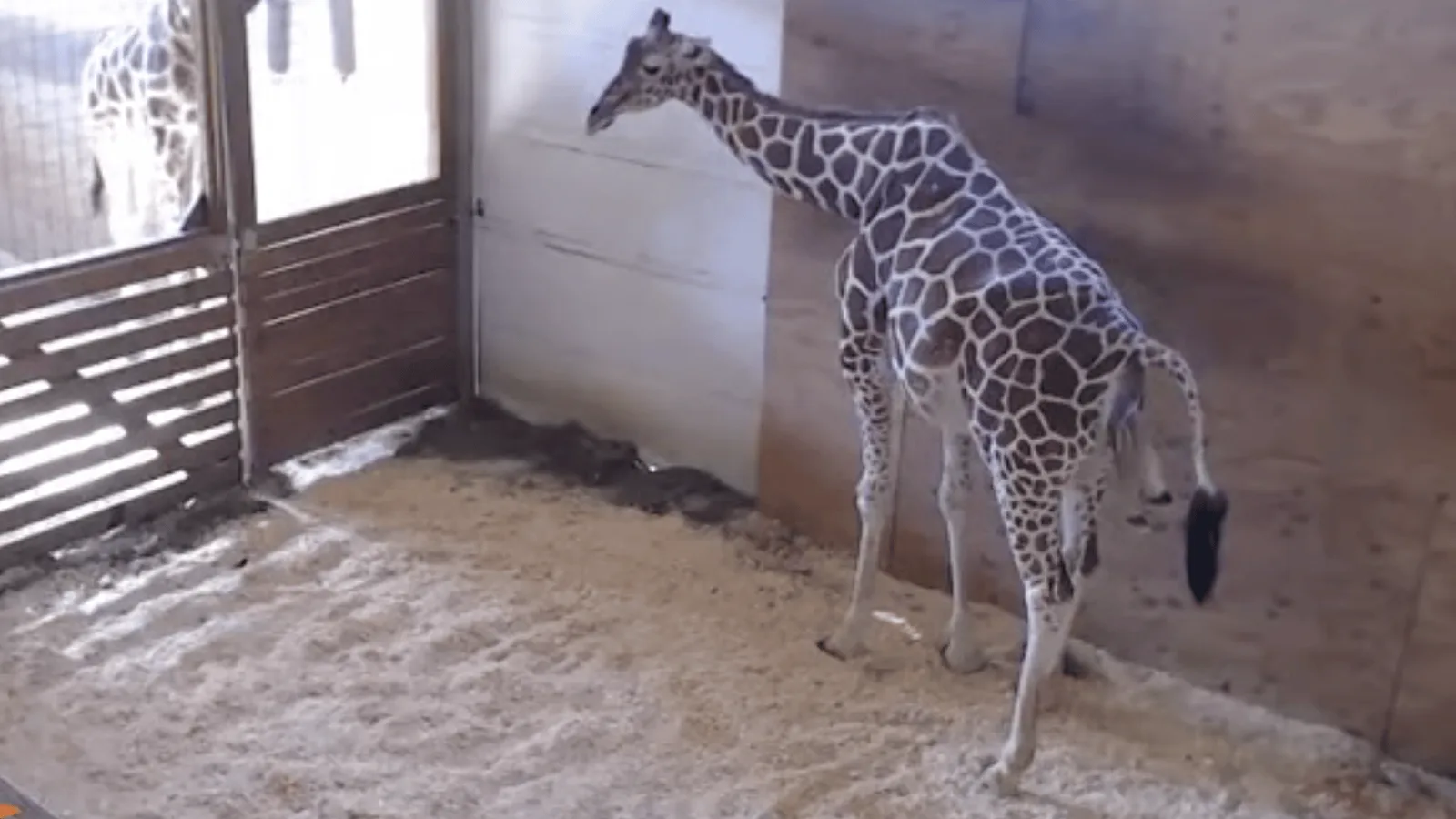 giraffe