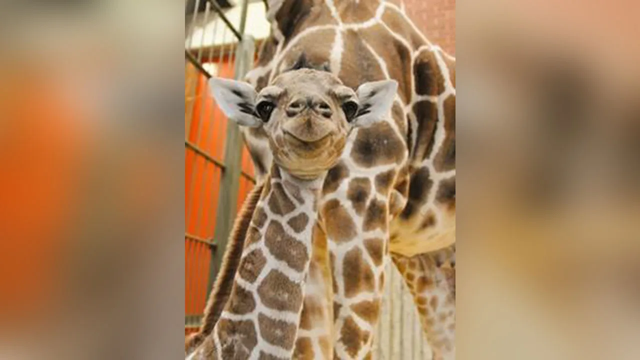 Zoo's pregnant giraffe, April, is a live-streaming sensation