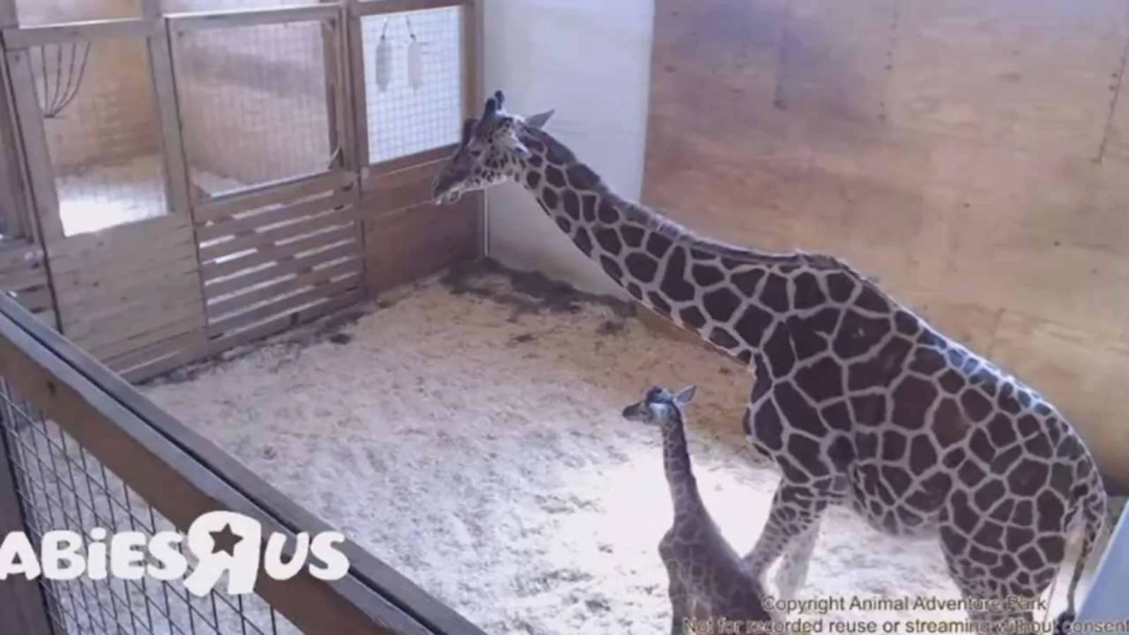 April the giraffe birthing becomes cash cow for tiny zoo in upstate New York