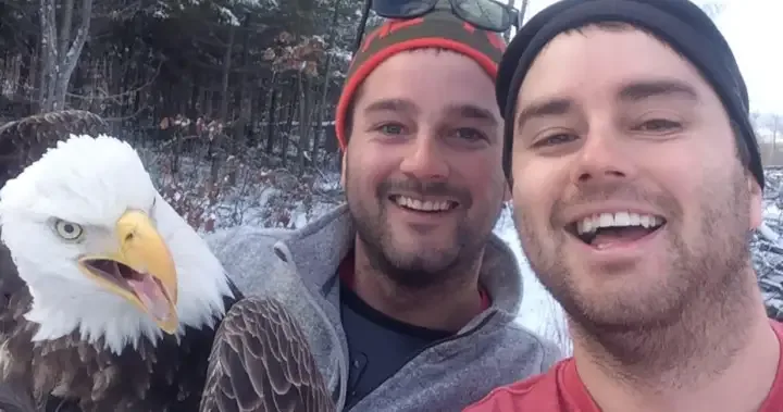 Ontario brothers free bald eagle from trap; snap ultimate selfie | Globalnews.ca
