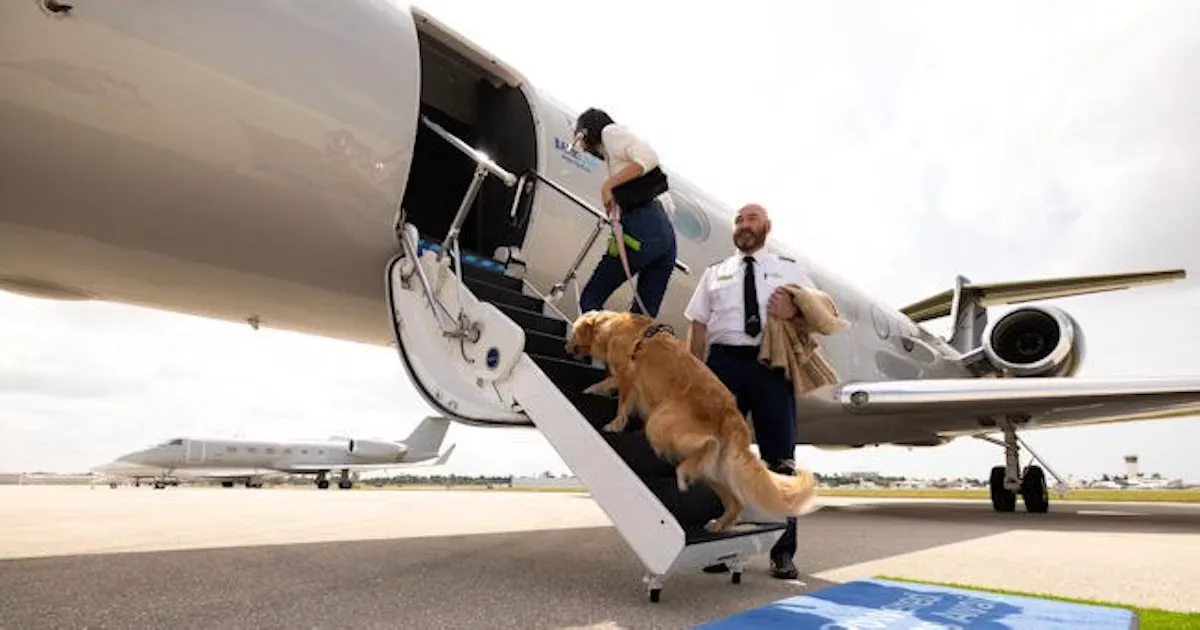 A woman and a Golden Retriever walk up the steps to board a private plane. The pilot stands next to the stairway.