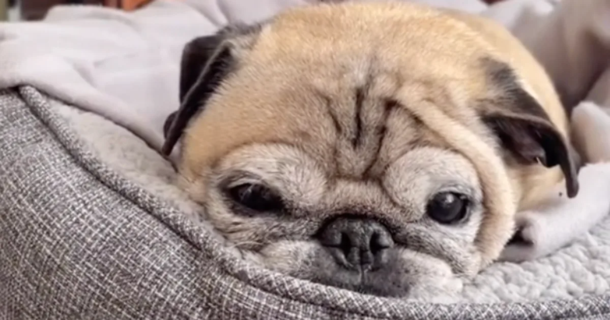 'Bones Day' Dog, Noodle The Pug, Honored By New York State Senate
