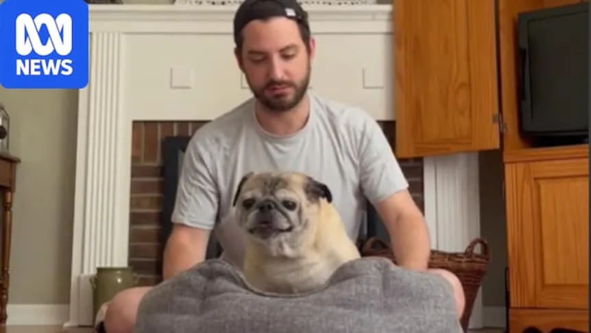 A man in a grey shirt sitting behind a pug