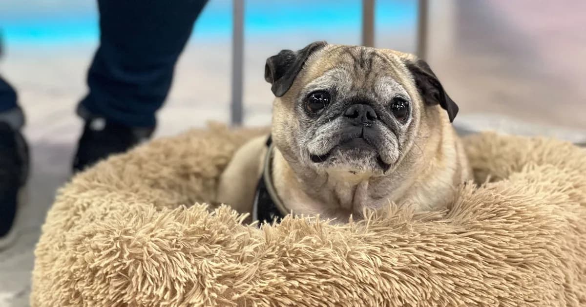 Meet Noodle, the pug who predicts what kind of day you will have