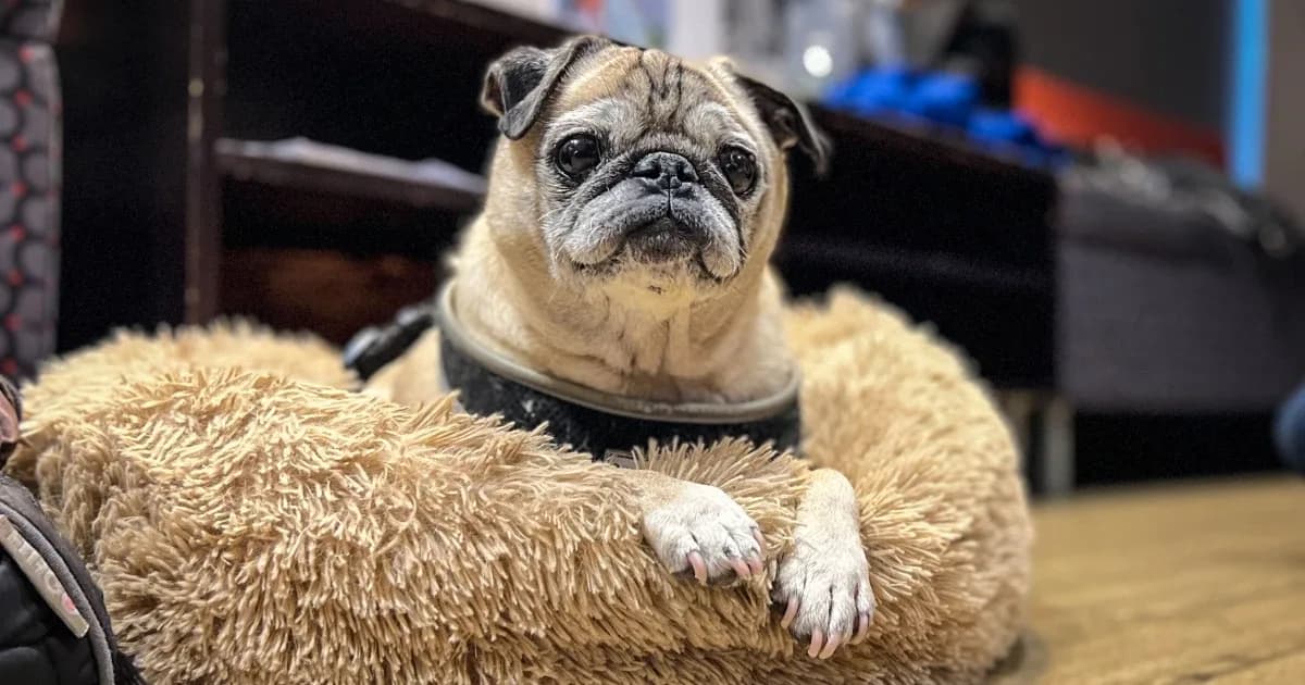 Noodle the pug is starring in a children's book about No Bones Days