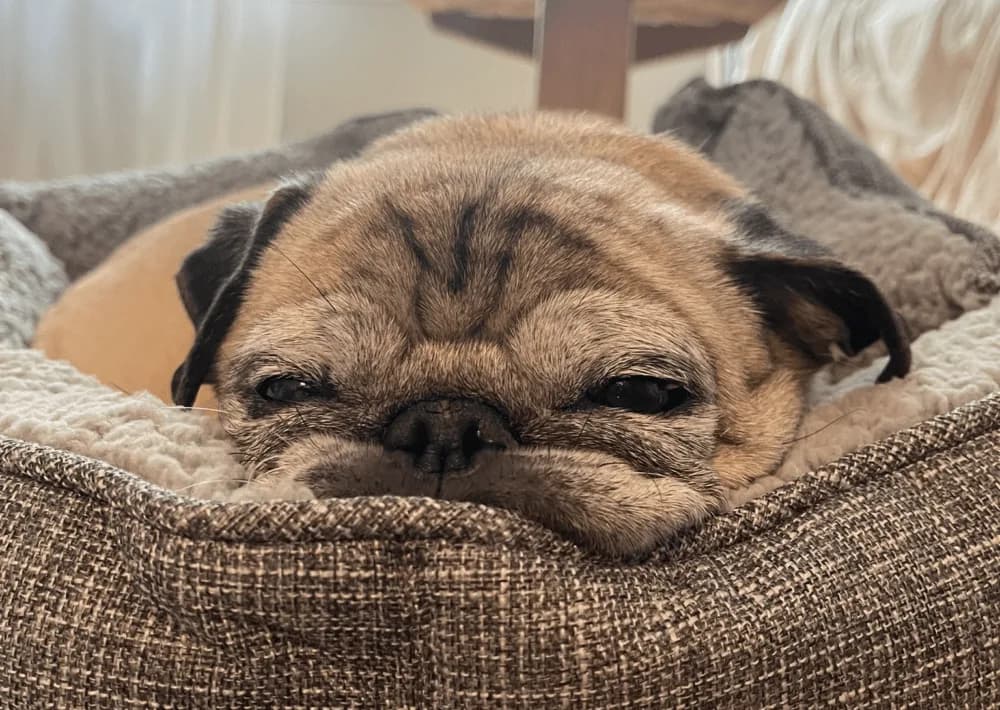 Noodle the pug, a prophet and TikTok sensation. (Courtesy)