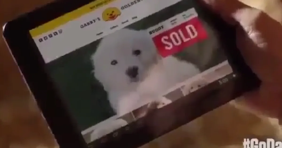 A still from the GoDaddy Super Bowl ad that the company has now pulled.