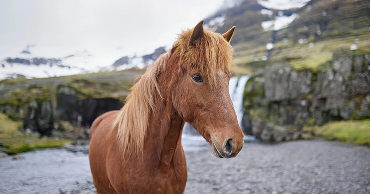 Official OutHorse service page with the choice of Icelandic horses and email-generator form.