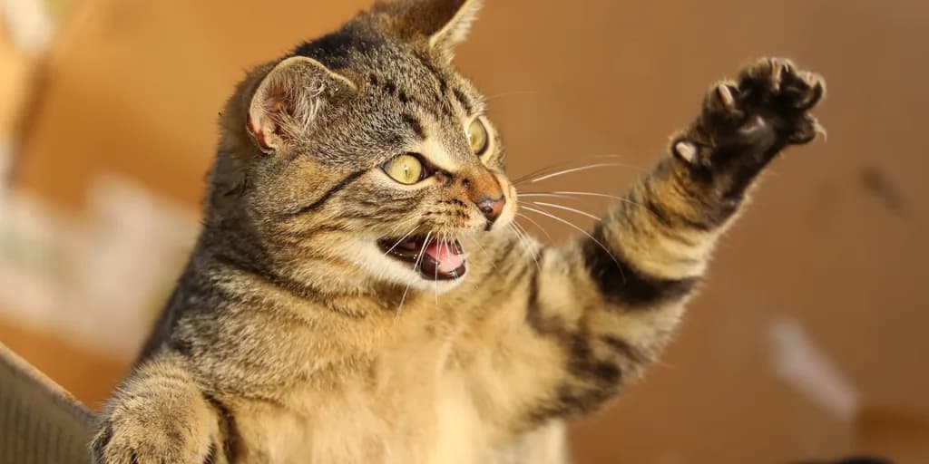 Gaming airdrop Telegram video games ton toncoin tap-to-earn Catizen