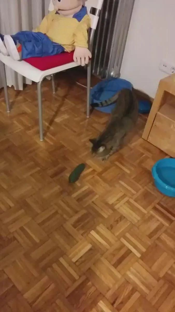 Esto es lo que pasa en el mundo real cuando acercas un pepino a un gato