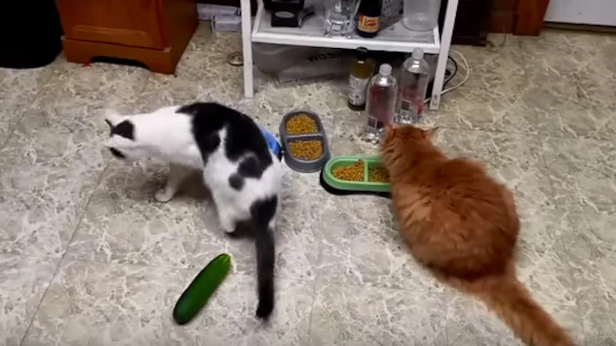People Are Scaring Their Cats with Cucumbers. They Shouldn’t.