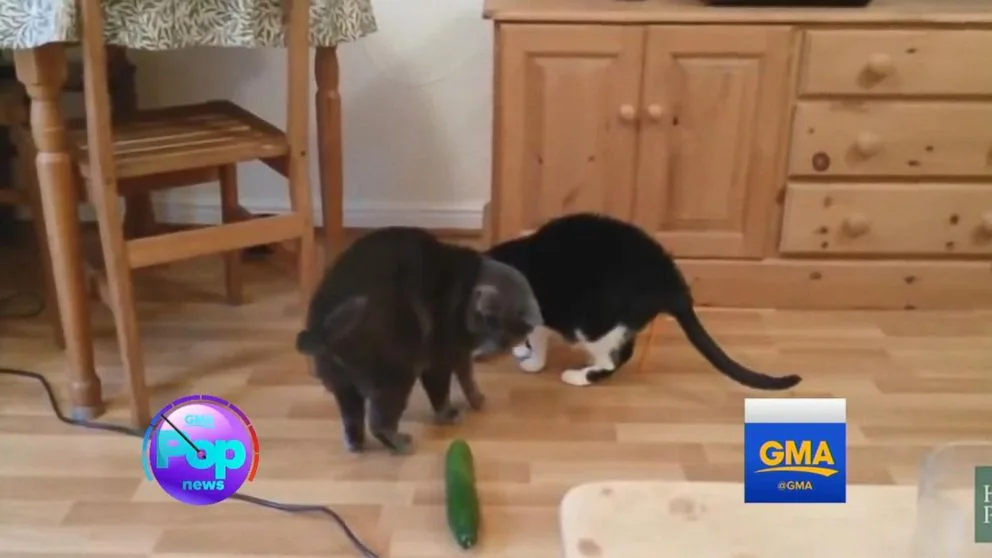 Video Pranksters Spook Their Unsuspecting Cats With Cucumbers