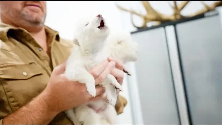 SOUND ON. You’re hearing the first howl of a dire wolf in over 10,000 years. Meet Romulus and Remus—the world’s first de-extinct animals, born on October 1, 2024. The dire wolf has been extinct for…