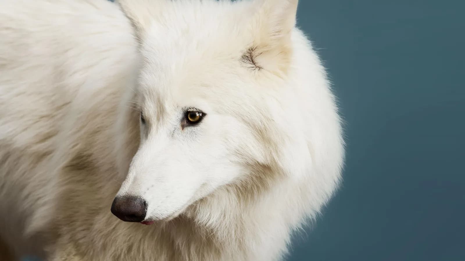 dire-wolf-colossal-biosciences-cropped-lead