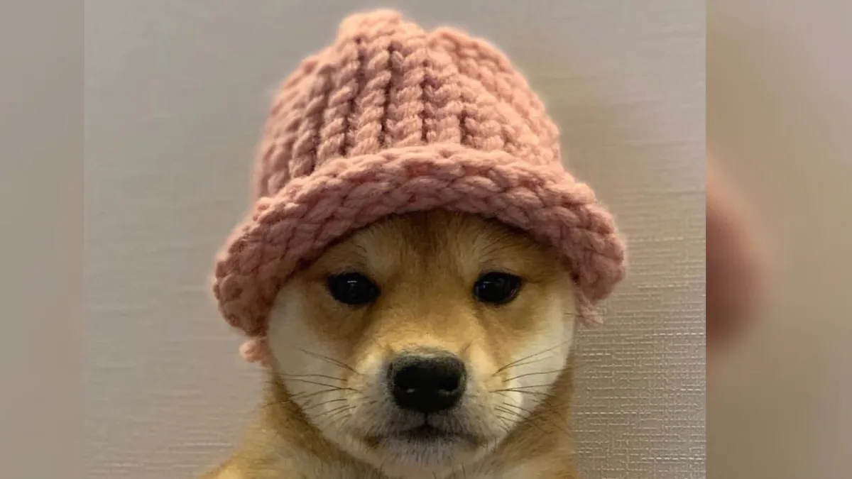 The dogwifhat meme (Know your meme)