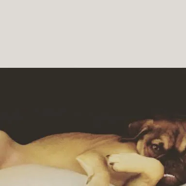 Earl on Instagram: "Gloomy day... #grumpydog #grumpypuppy #puggle #pugglesofinstagram #puppy #dogsofinstagram #dogoftheday"