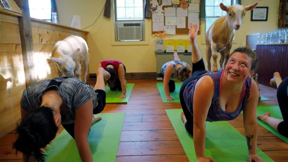 Goat yoga is the latest trend, and it's here to namaste