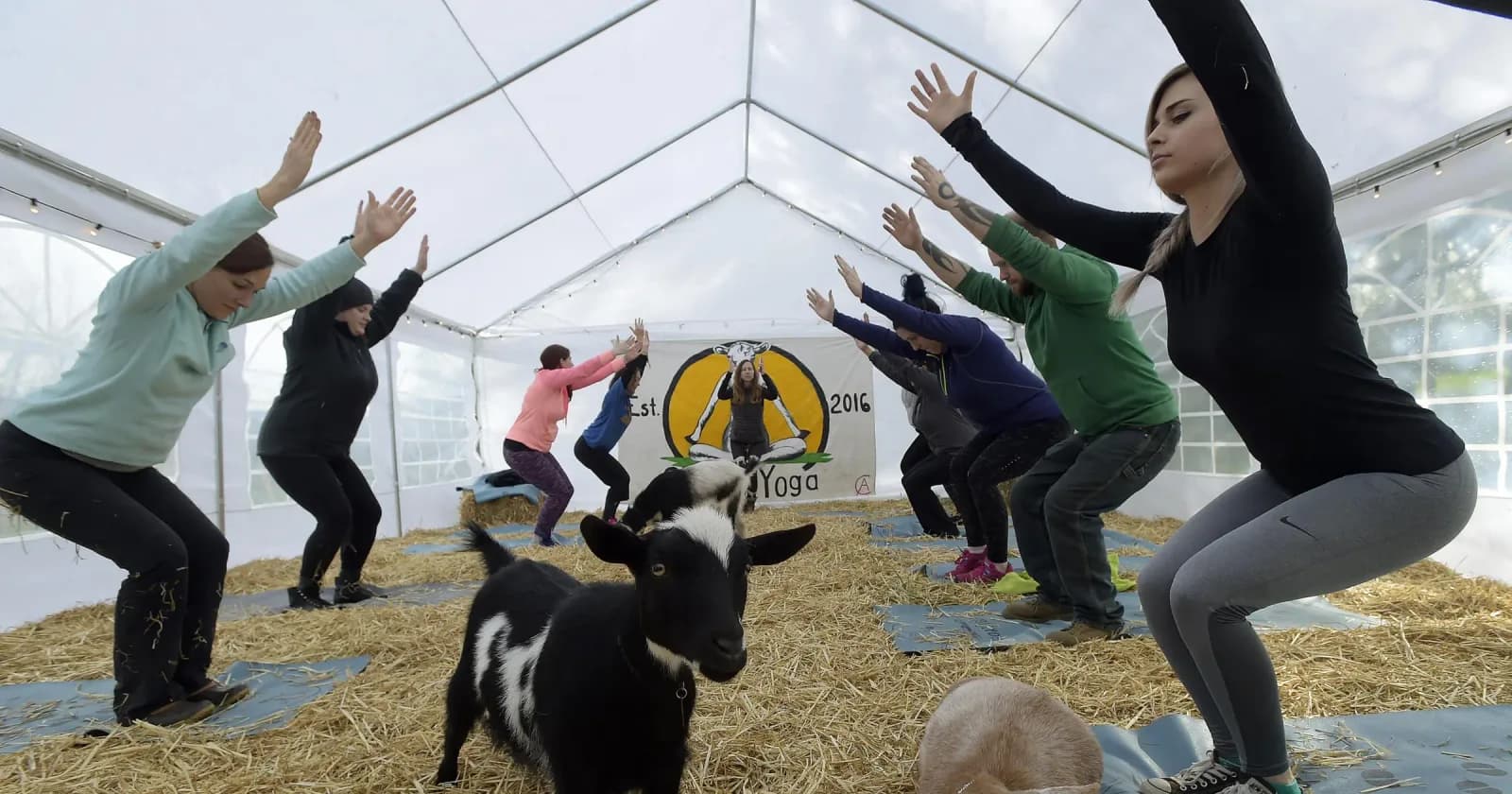 Goat yoga craze: Oregon yoga business goes viral