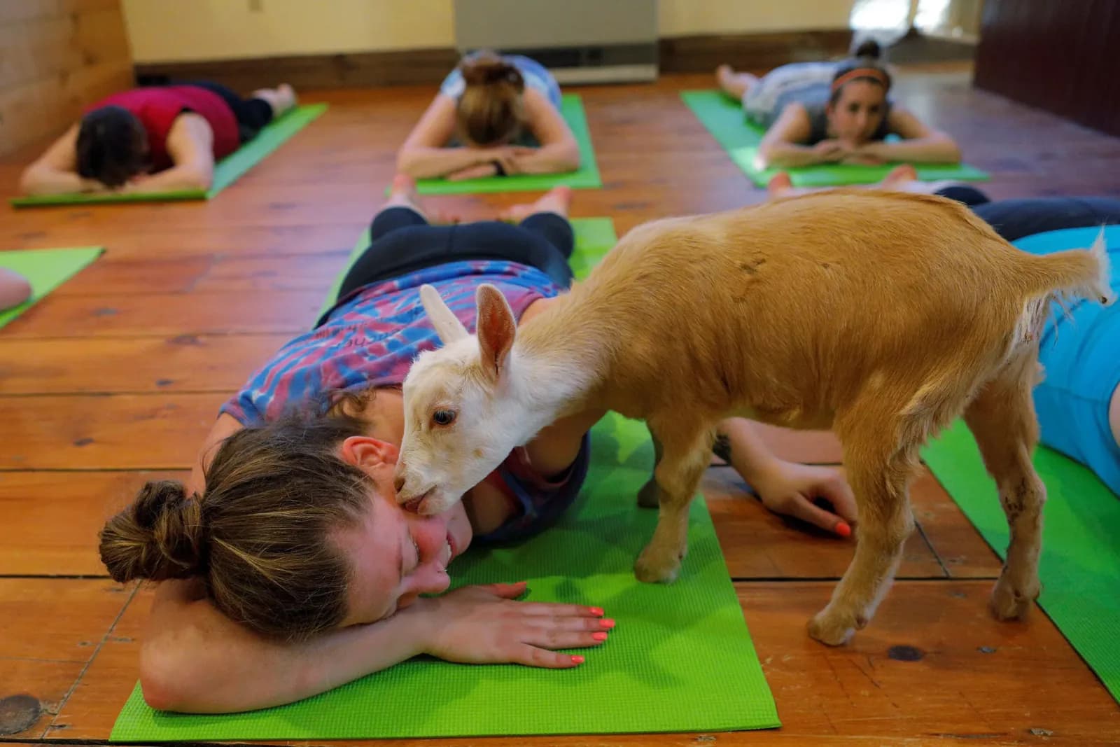 'Goat Yoga' Classes Are Now Selling Out Across the Country