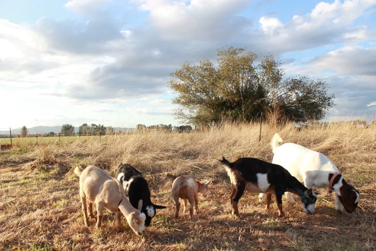 How One Oregonian Accidentally Became an International Goat Yoga Mogul