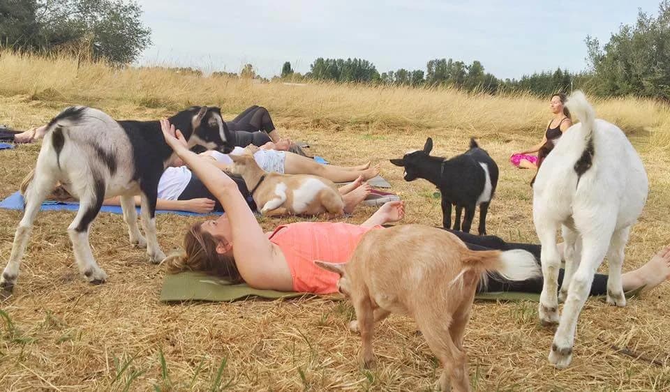 Goat Yoga: It's Yoga ... With Goats! - Modern Farmer
