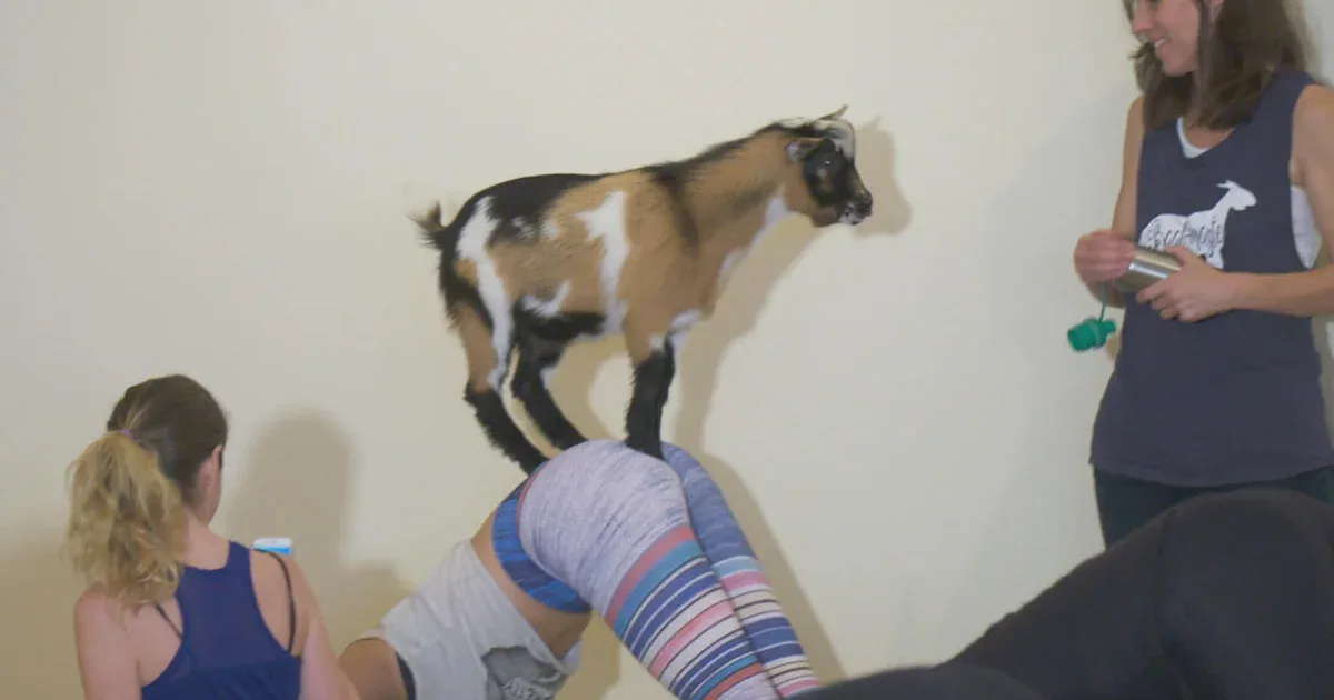 Welcome to Goat Yoga