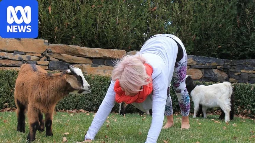 woman doing downward facing dog yoga pose while a young goat looks on