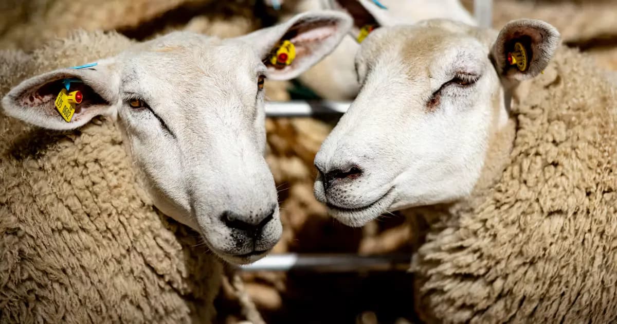 The Internet Loves These “Gay Sheep.” The Real Story Is Much Darker.