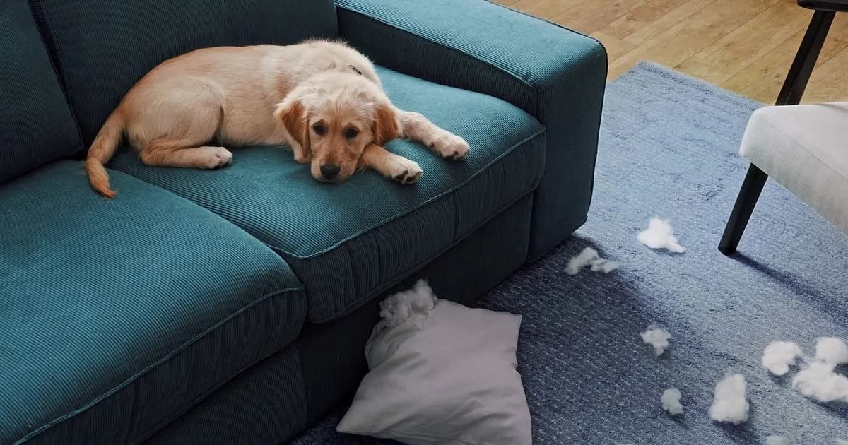 IKEA’s pawfectly affordable products | shots