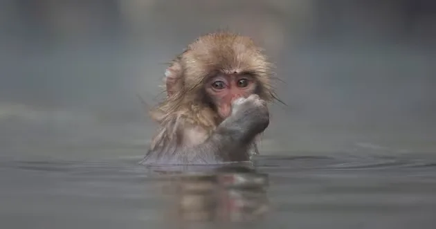 In a file photo, a Japanese macaque, also known as a snow monkey, is pictured soaks in a hot spring in Jigokudani valley in Nagano Prefecture, northwest of Tokyo Saturday, March 6, 2021.