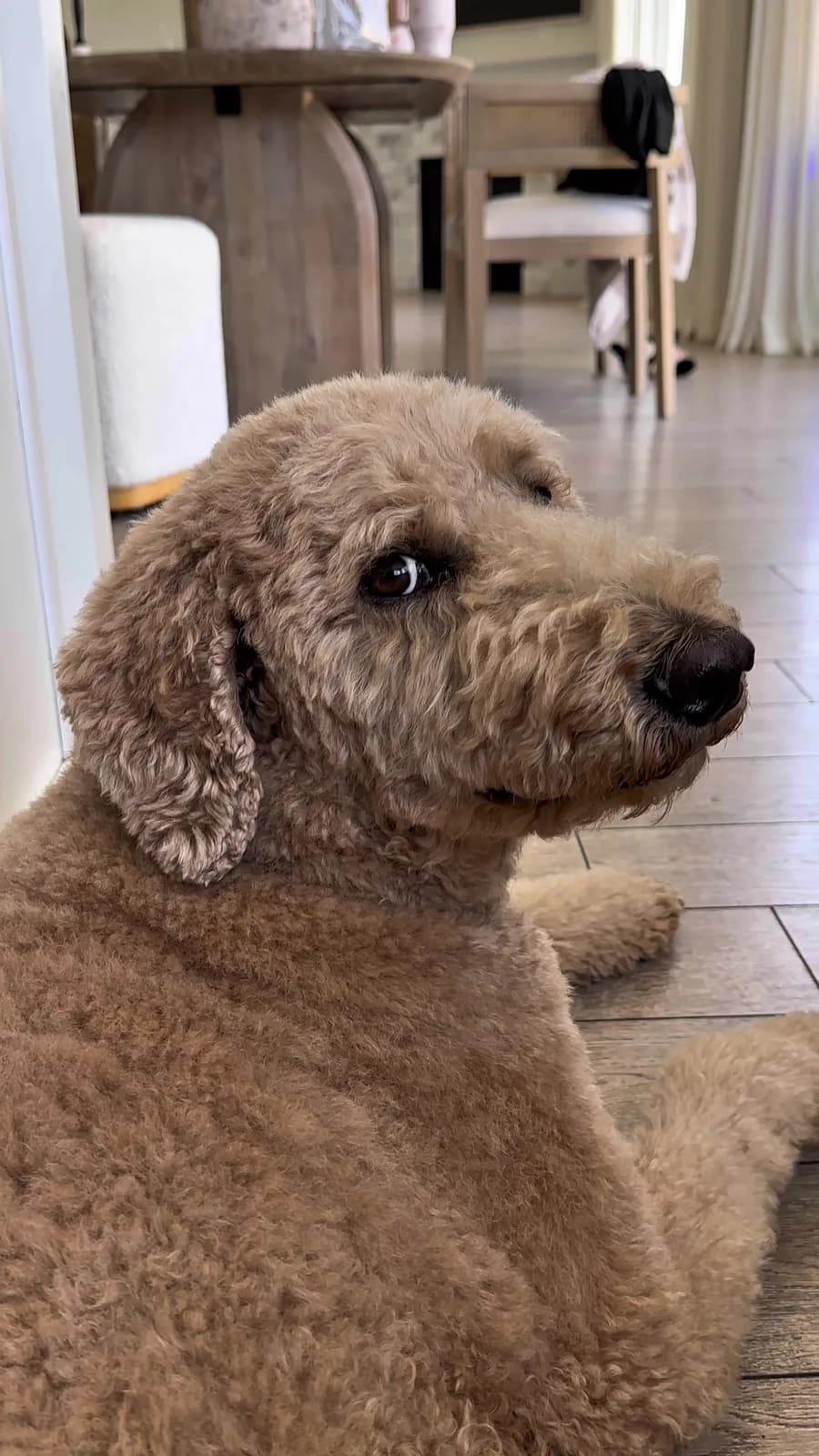 “Urgency” is not in Oliver’s vocabulary.. No time to shower but thankfully the @K18 Hair AirWash Dry Shampoo saved me from going out with greasy hair! #k18partner #k18results #dogs #dogsoftiktok…