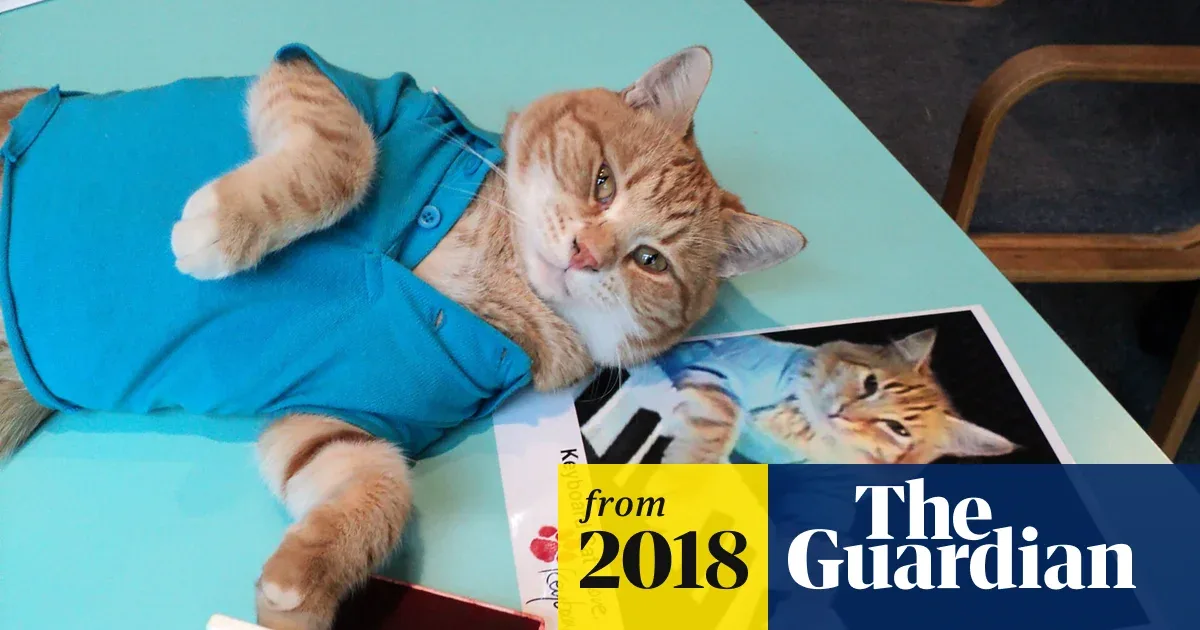 Bento the Keyboard Cat, internet sensation and YouTube star, dies
