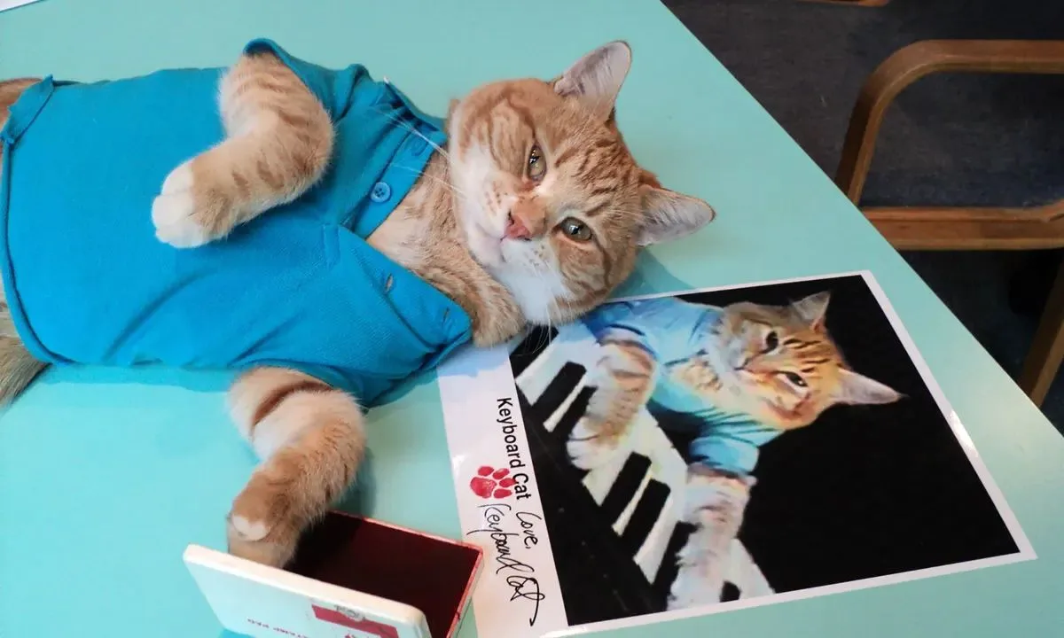 Keyboard Cat | Know Your Meme