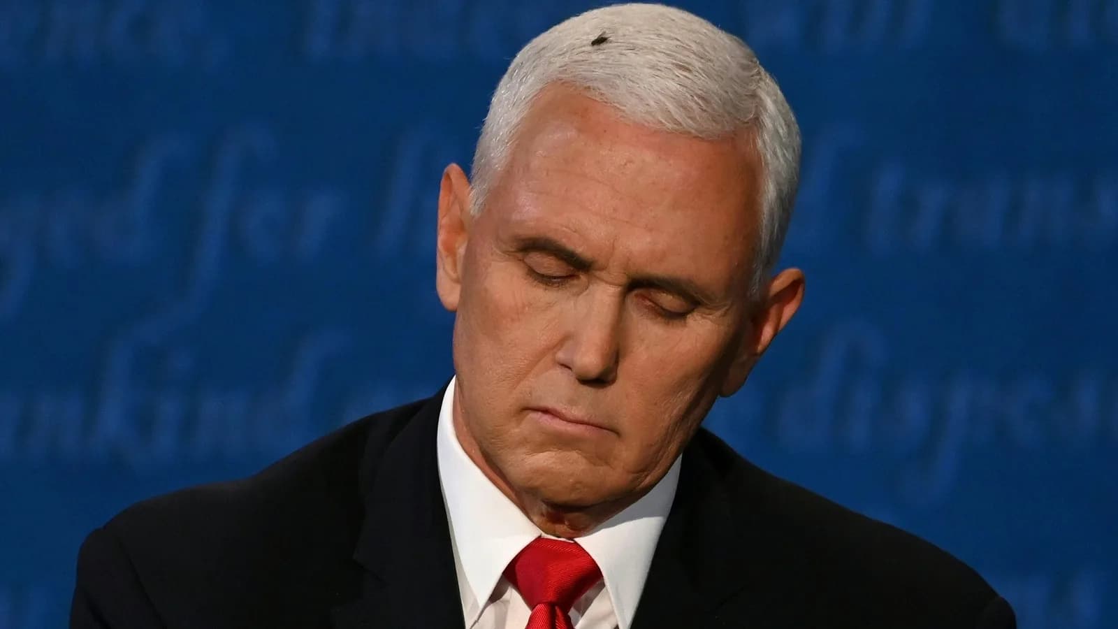 Fly creates buzz at VP debate - and online