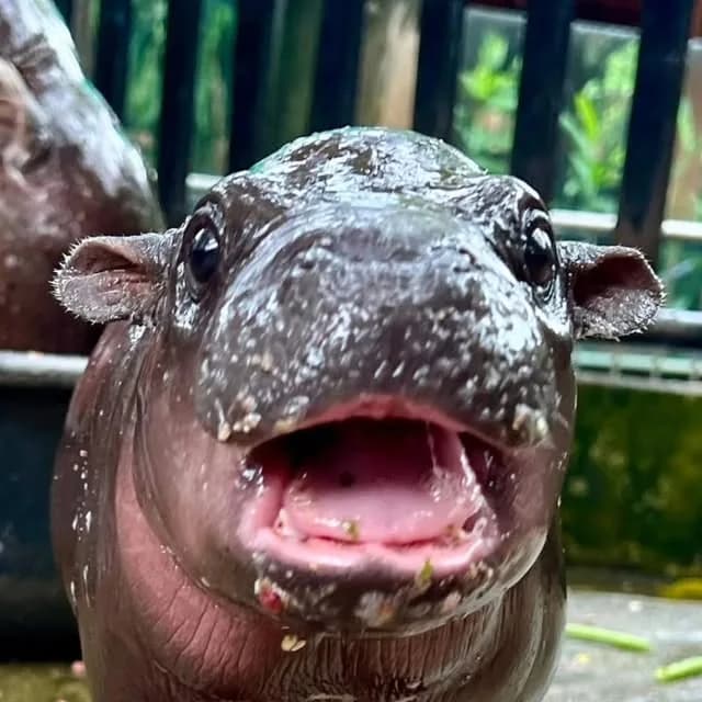 สวนสัตว์เปิดเขาเขียว on Instagram: "สวนสัตว์เปิดเขาเขียว อวดโฉม“ลูกฮิปโปแคระ”สุดน่ารัก ชวนเที่ยว วันหยุดยาว! เด็กเที่ยวฟรี 28 ก.ค. นี้ เมื่อเวลา 10.30 น.วันที่ 25 กรกฎาคม 2567 นายณรงวิทย์ ชดช้อย…