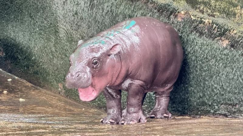Moo Deng Thailand Hippo Viral