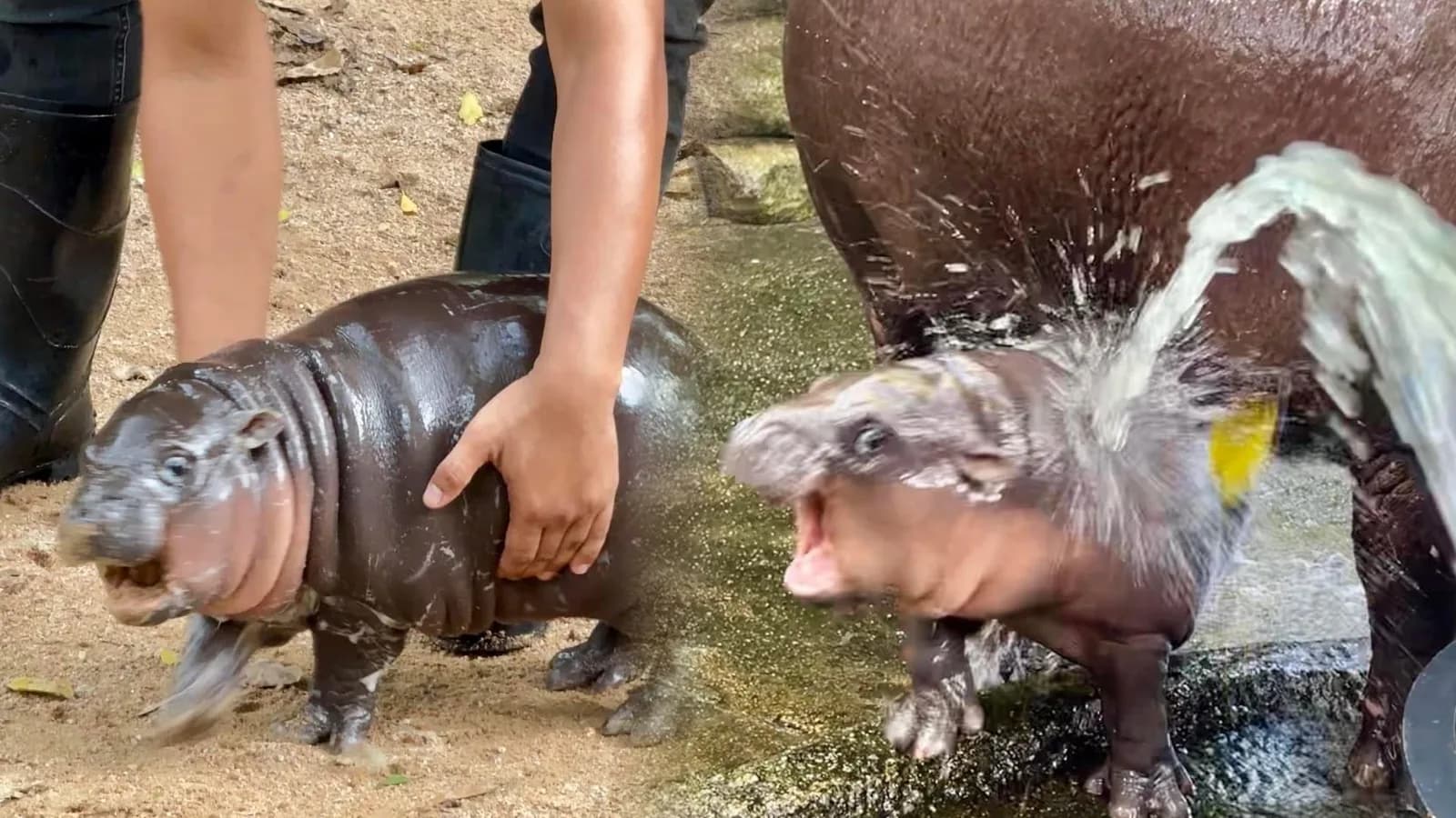 Moo-Deng the Baby Hippo | Know Your Meme