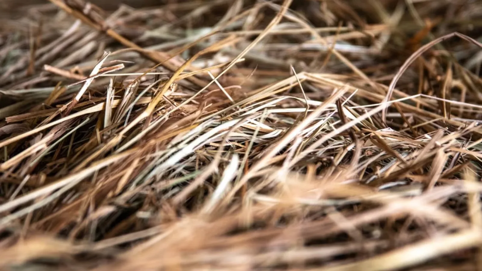 Hay