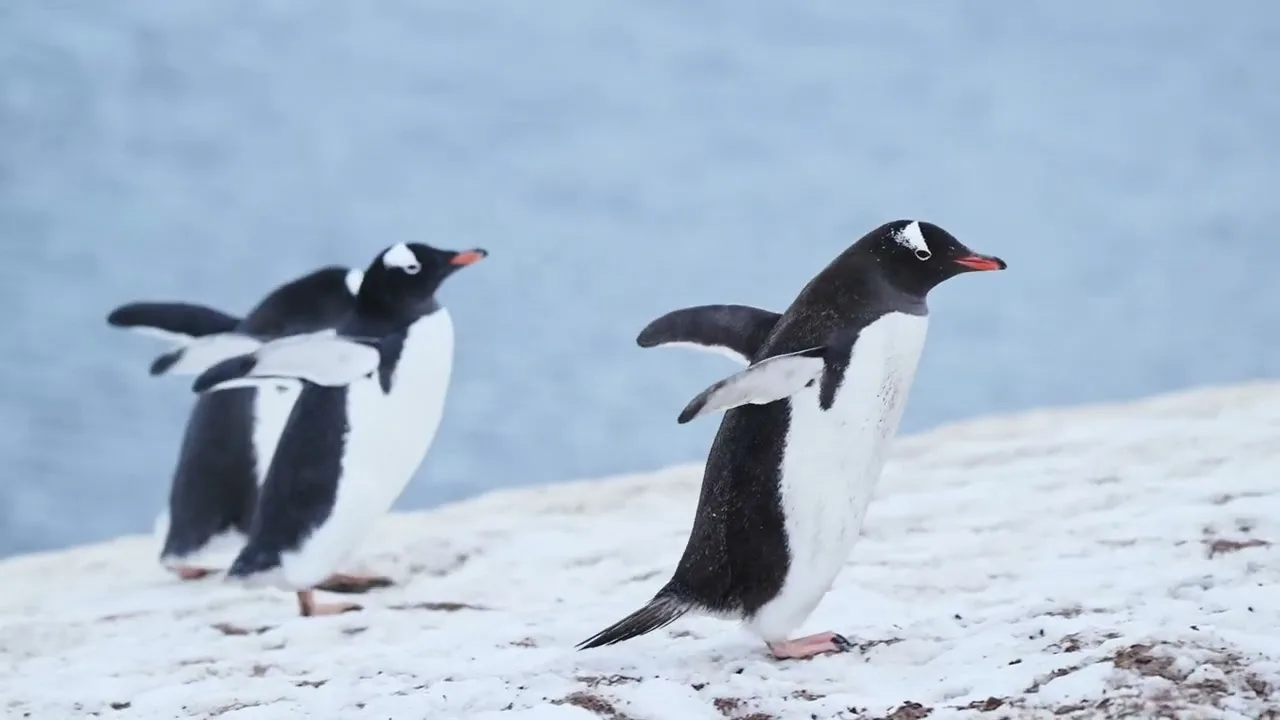 PROTEST MARCH OF THE PENGUINS