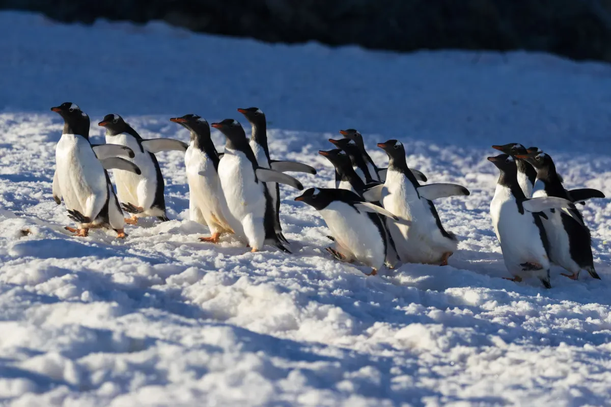 Penguins