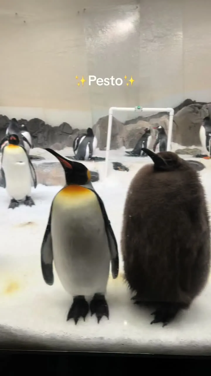 @SEA LIFE Melbourne #pesto #pestothebabypenguin #penguin #babypenguin