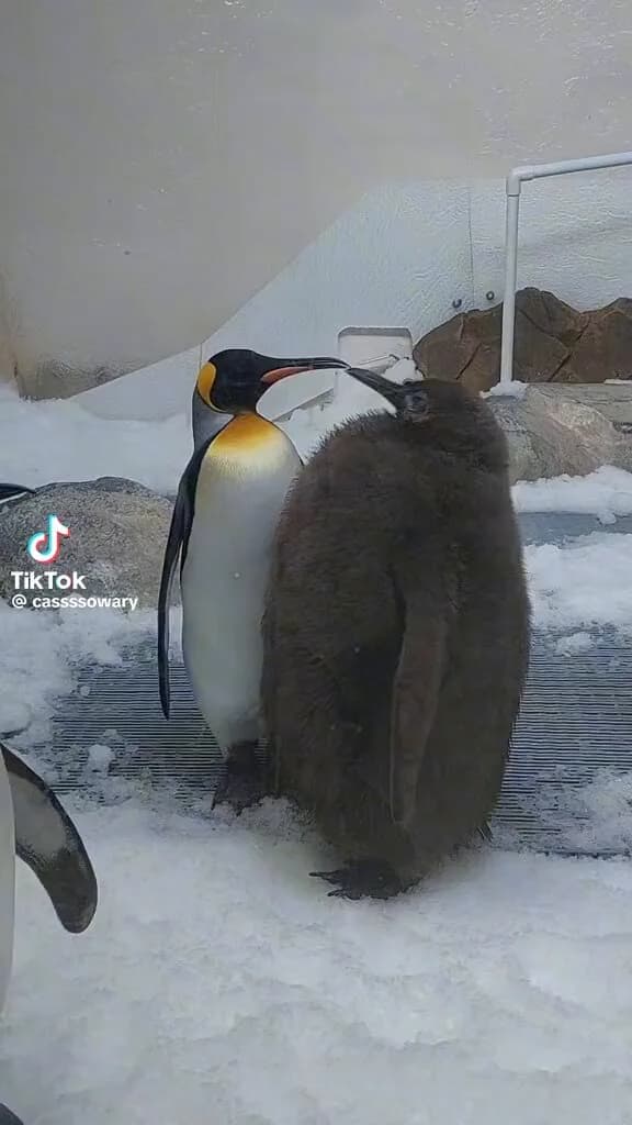 There is a 9 month old penguin at the Melbourne aquarium named Pesto who is 21kg which is an absolute unit of a baby penguin. And I’ve fallen down the rabbit hole of watching videos of this giant…