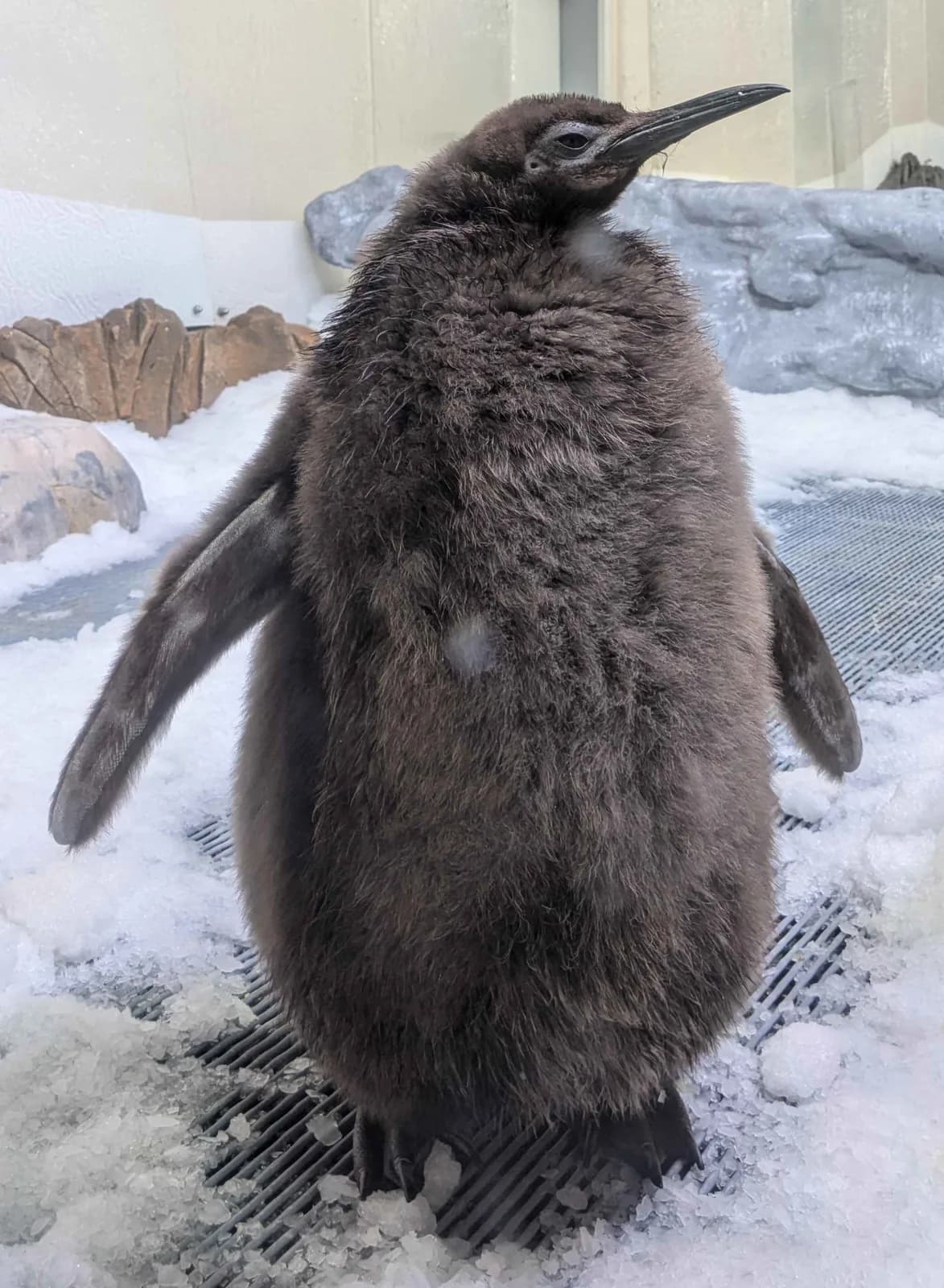 Baby penguin Pesto at the Sea Life Melbourne Aquarium