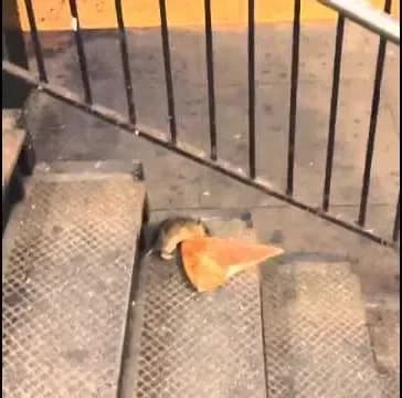New York City rat taking pizza home on the subway (Pizza Rat™)