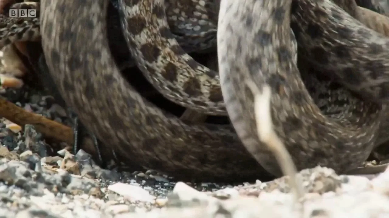 Planet Earth II - Iguana chased to William Tell overture