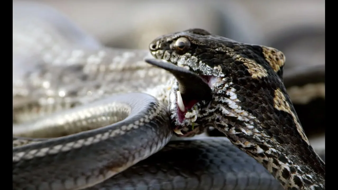 Iguana vs Snakes | Behind the Scenes | Planet Earth II