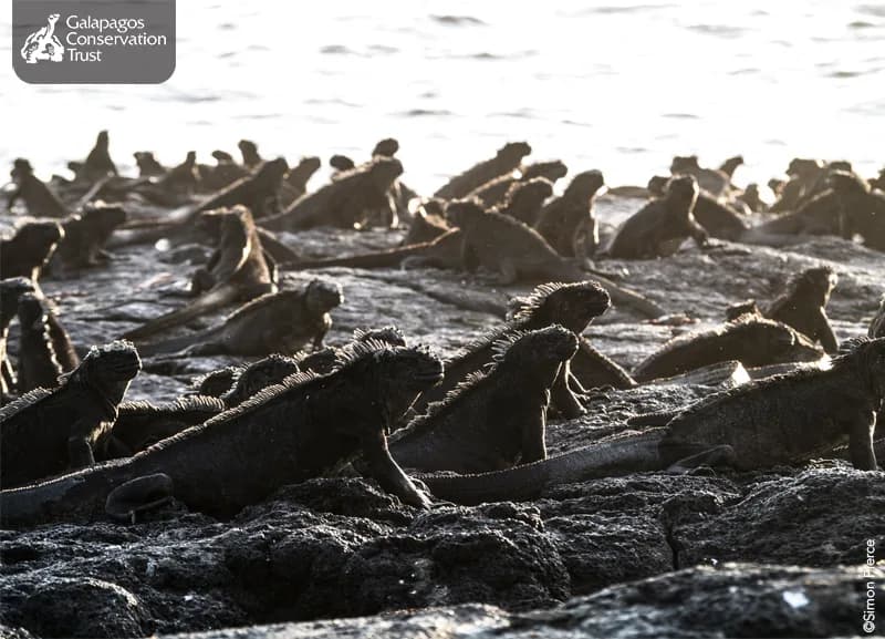 BBC Documentary: Planet Earth II Ep. 1 - Galapagos Conservation Trust