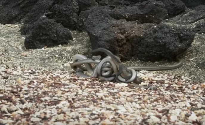 iguana vs snake