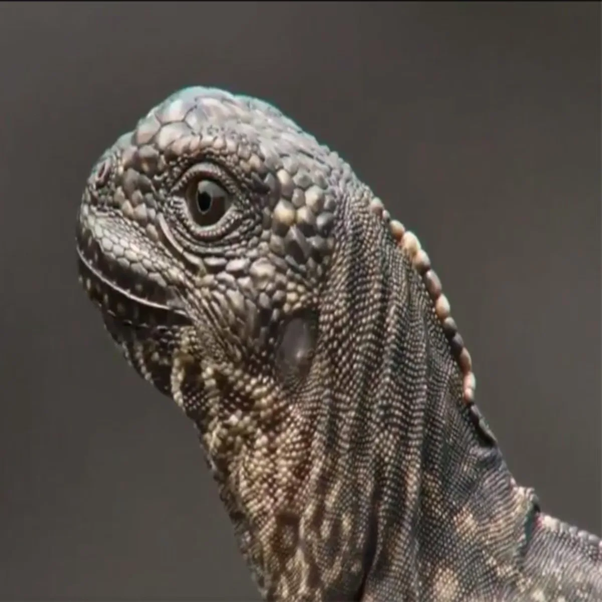 This Baby Iguana Escaping a Pile of Snakes Is Winning Over the Internet