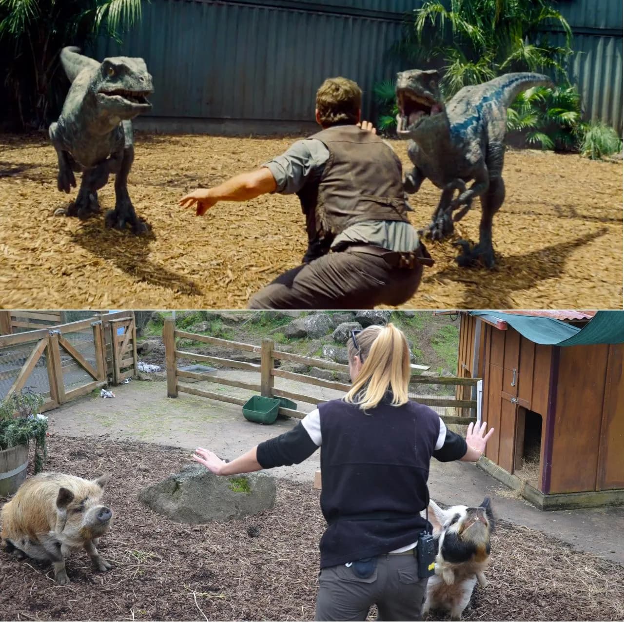 . @woodlandparkzoo @michelledeidre Love your penguins! Here are our pig and pigeon #JurassicZoo keepers. http://t.co/5NW4vxD3cd